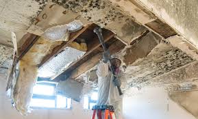 Best Mold Odor Removal Services  in New Windsor, MD